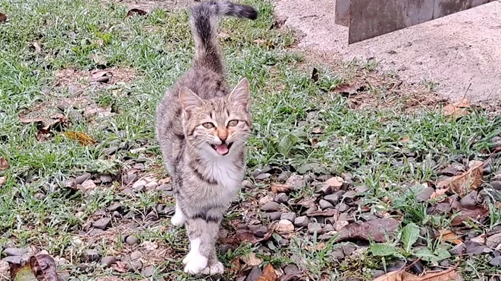 Watch the video about Cute kitten walking in the yard in rainy weather.