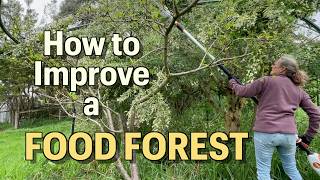 Building Garden Fertility is EASY with Permaculture Chop and Drop