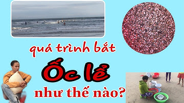 Cận cảnh Cào Ốc Lể tại Biển Mỹ Khuê - Đà Nẵng | Cọp Vlog