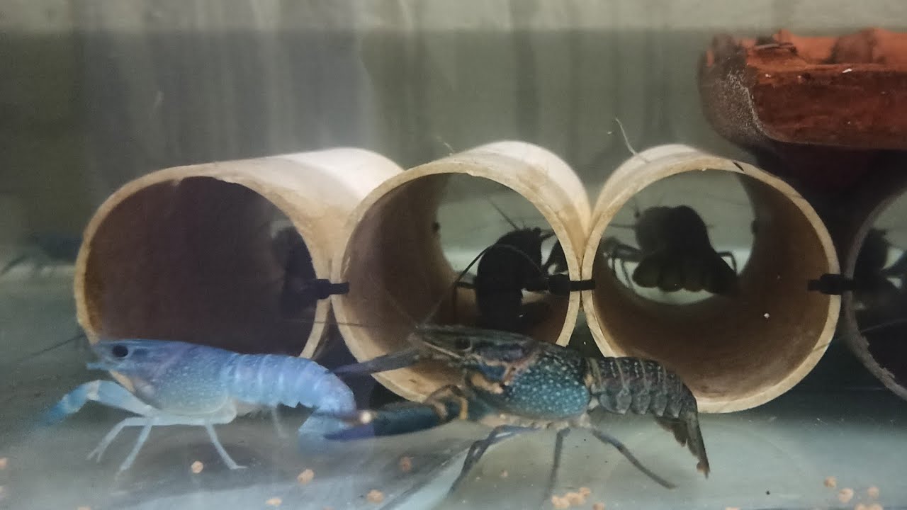 Intro Mifna Lobster Farm Nusantara & Lobster Kampoeng Seafood