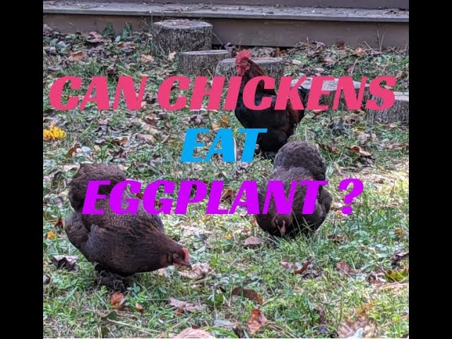 Can Chickens Eat Eggplant Youtube