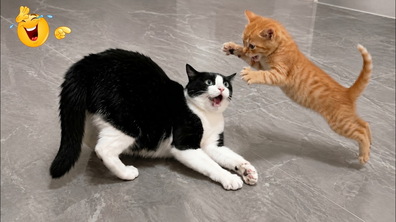 WARNING: These Funny Cats Will Make You Laugh 😂🐱 Viral Cat Compilation ...