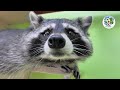 The Adventures of Rocky A Fun and Eco Friendly Story