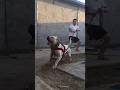 The Most Aggressive Dogo Argentino In The World