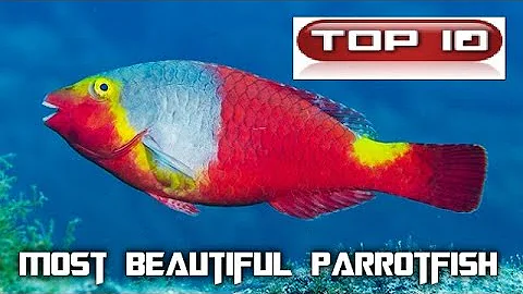 Come si riproduce il pesce pappagallo?