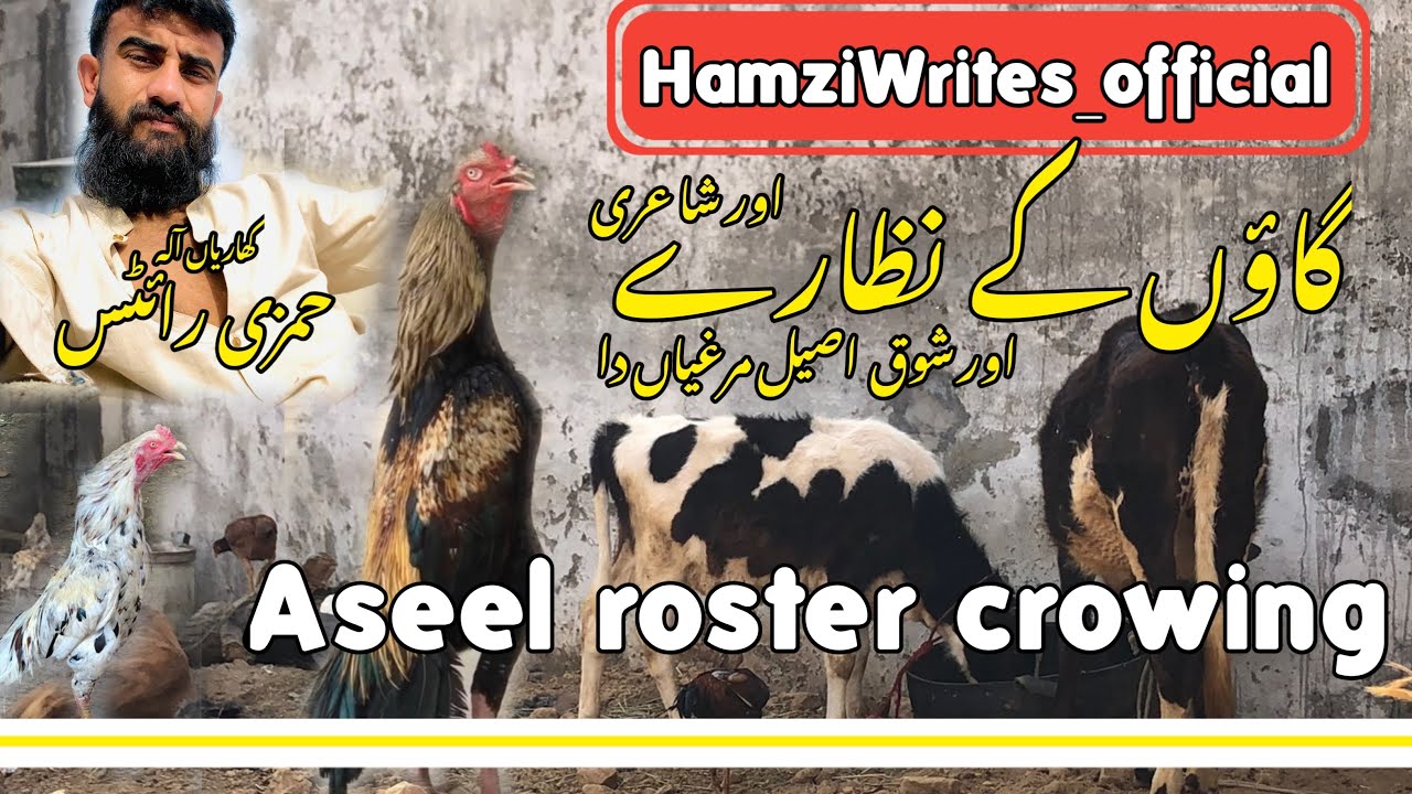 Village lifestyle ||hamziwrites_official #viral #birds #islamicmusic #duet #kabutar #viral