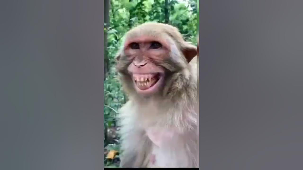 Macacos engraçados #foryou #foryoupage #funnyvideos #funnyanimals #ani