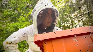 HONEY BEE SWARM In Flight- Let's Get Them To Land!!