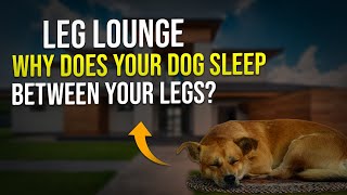 Leg Lounge: Why Does Your Dog Sleep Between Your Legs? 🦴🐾 by PawsPalace 4 views 3 weeks ago 3 minutes