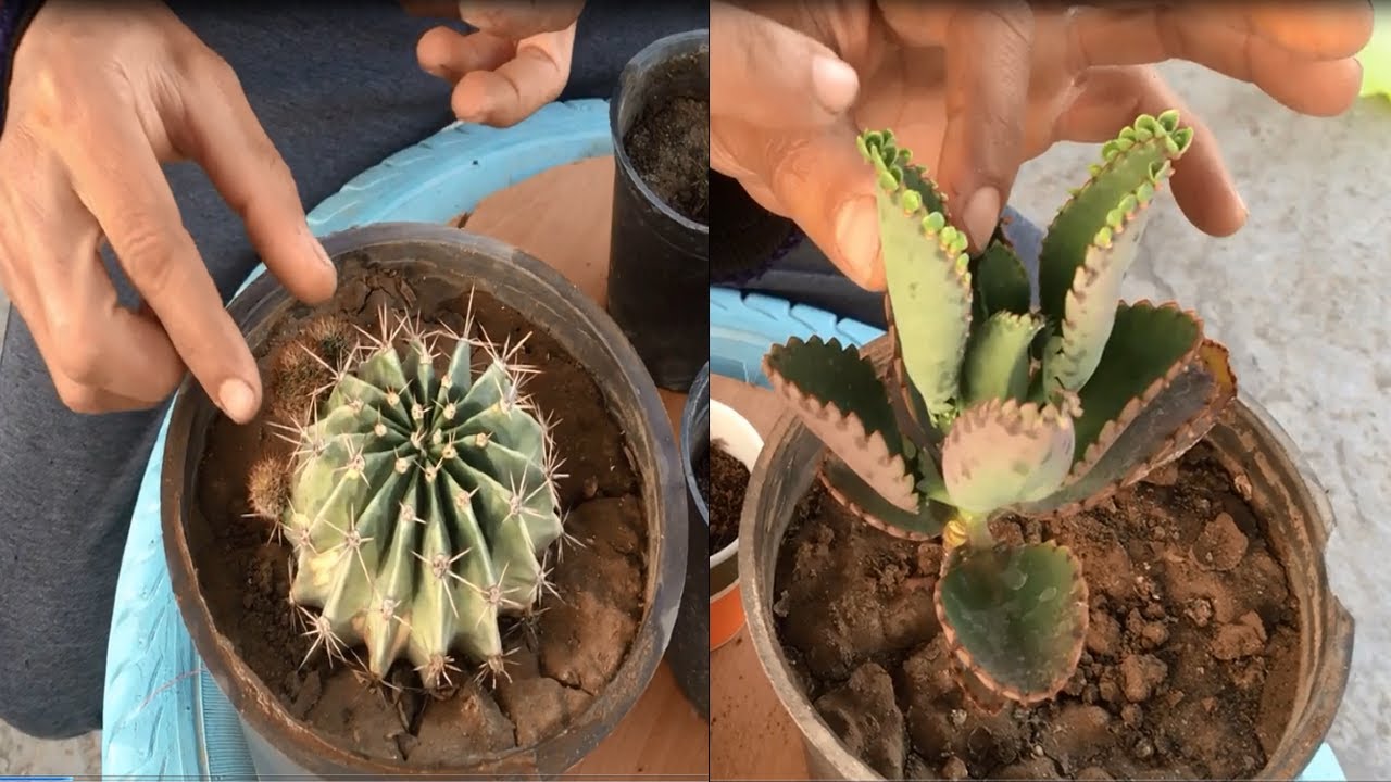 كلانشو فك التمساح و عمة القاضي ( طرق الاكثار )