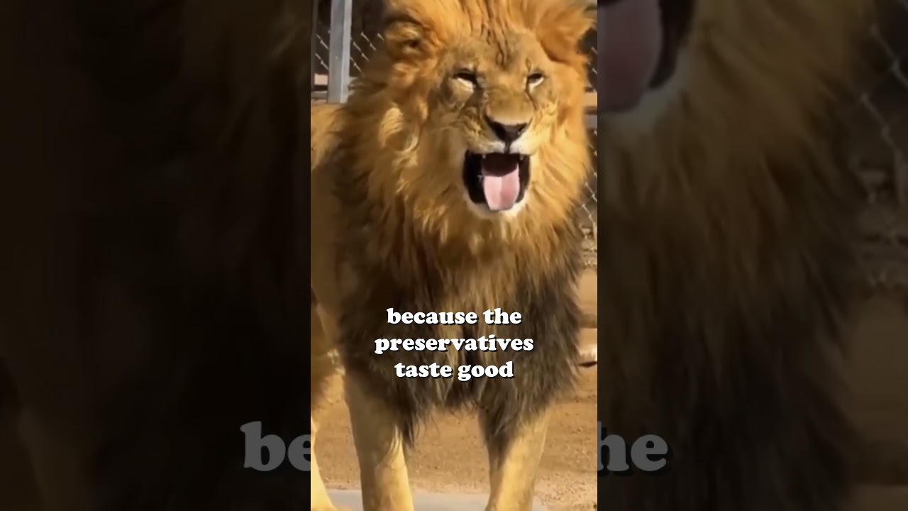 The Lion at his Apex