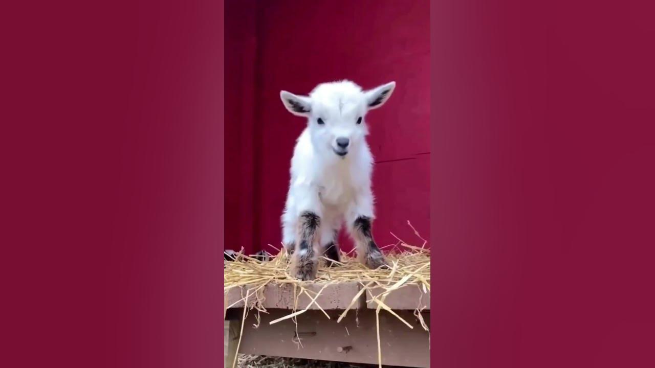 Goats kids voice. goats video viral viralvideo beauty shortvideo