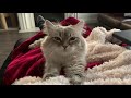 Siberian cat kneads and purrs