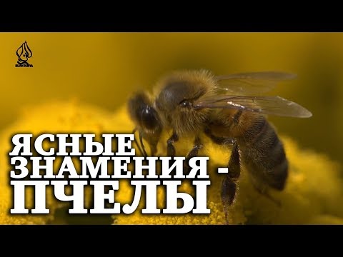Ясные знамения - ПЧЕЛЫ