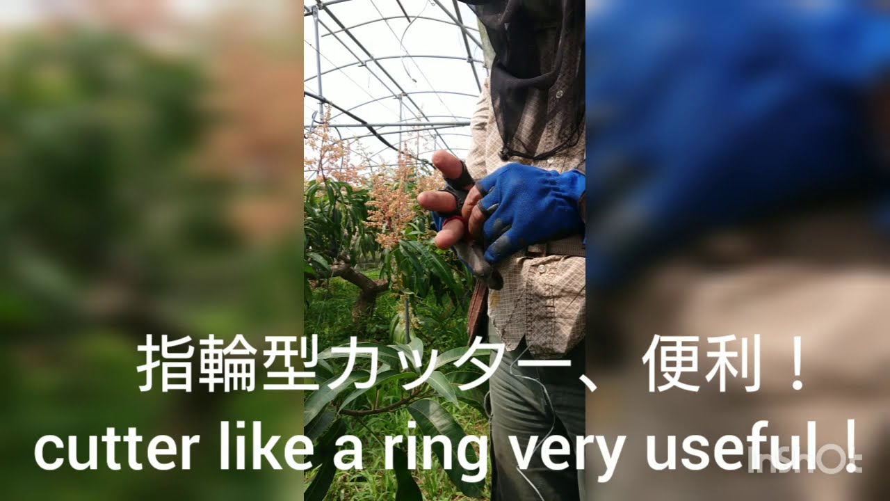 マンゴー園にて 12 花吊りした A Day In The Mango Farm Okinawa Flowers Lift Up Youtube