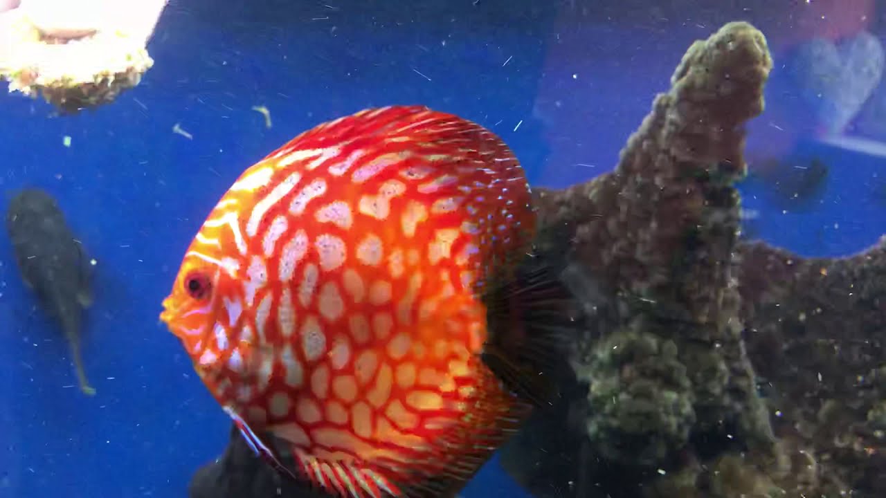 camera iphone 8 plus apk Feeding today . @ Cheshire Oaks Discus fish