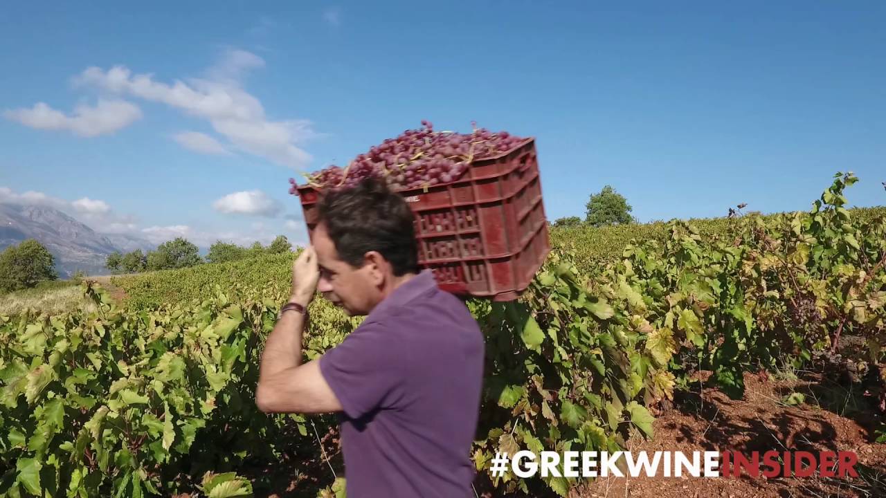 Roditis Grape Harvesting Roditis Grapes At Tetramythos - YouTube