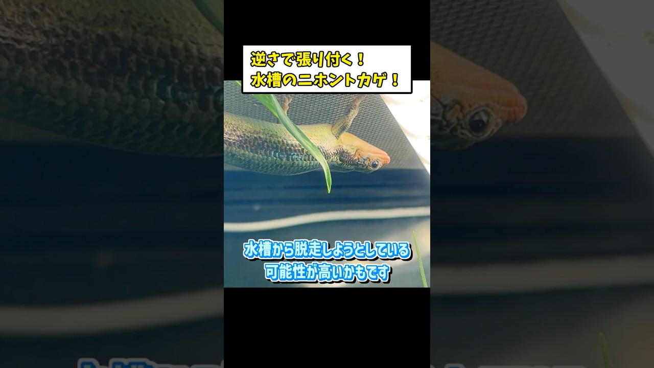 My Japanese Skink of 4 Years Is Upside Down! [Reptile Care] - YouTube