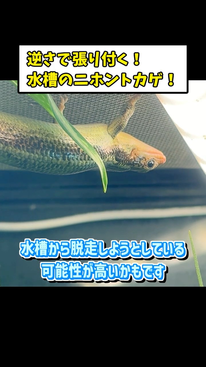My Japanese Skink of 4 Years Is Upside Down! [Reptile Care] - YouTube