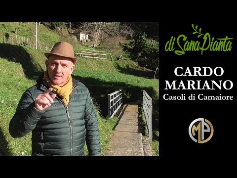 Video: Cardo (erba) - Proprietà Utili E Usi Della Pianta. Cardo Selvatico Varifolia, Campo, Comune, Ispido, Giardino