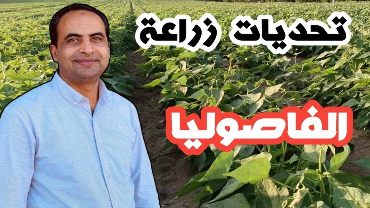 أسرار نجاح  زراعة الفاصوليا || م محمد هنداوى