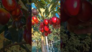 Tomate de Árbol ya madurando a principios del otoño. #huerta #tamarillo #huerto