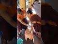 可愛的小喇嘛Cute little lama