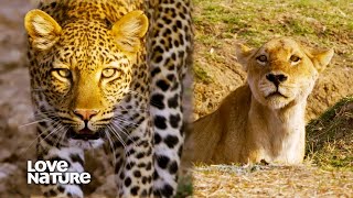 Grandmother Lioness Goes After Leopard to Protect Pride's Cubs