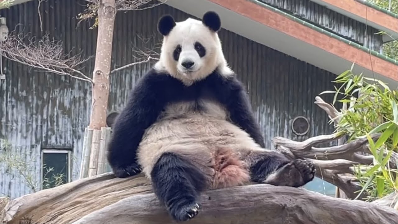 廣州動物園的熊貓們伙食不好？！竹子都是黃的？！Are the pandas in Guangzhou Zoo fed badly? ! Bamboo is all yellow? !