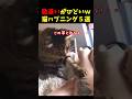 勘違いする猫の面白ハプニング５選#cat #面白集 #ねこ #笑ったら負け