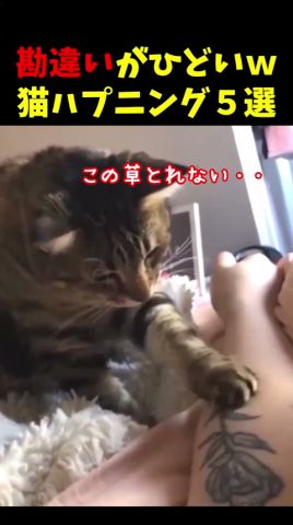 勘違いする猫の面白ハプニング5選#cat #面白集 #ねこ #笑ったら負け