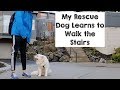 My Rescue Dog Learns to Walk the Stairs I From the Dog Meat Trade