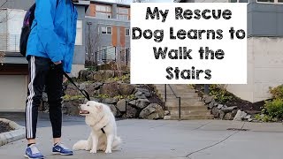 My Rescue Dog Learns to Walk the Stairs I From the Dog Meat Trade