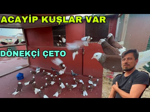 BİZ TÜRKLER KALİTEYİ SEVİYORUZ KIRLANGIÇ SIRP DÖNEK ORİK KÜMESLERİ