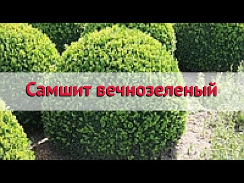 Самшит вечнозеленый 🌿 Обзор: посадка и уход. крупномеры, саженцы самшита : описание и особенности