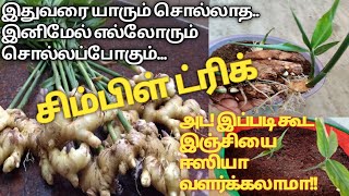 இஞ்சி வளர்ப்பது எப்படி? Ginger planting at home in tamil.