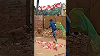 Perfect Dog Catcher Tumkur City #dog #dogwithpublicsafety #ytviral #pets #dogshorts #shorts