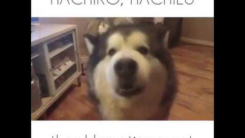 Thánh lồng tiếng nói chuyện với chó buồn cười quá đi p7