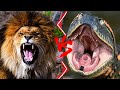 Lion VS Anaconda || African Lion VS Green Anaconda Who Would Win