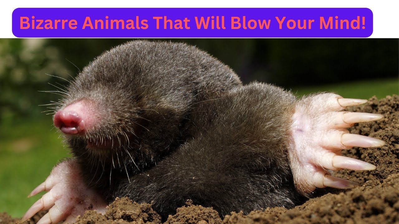 Bizarre Animals That Will Blow Your Mind! YouTube