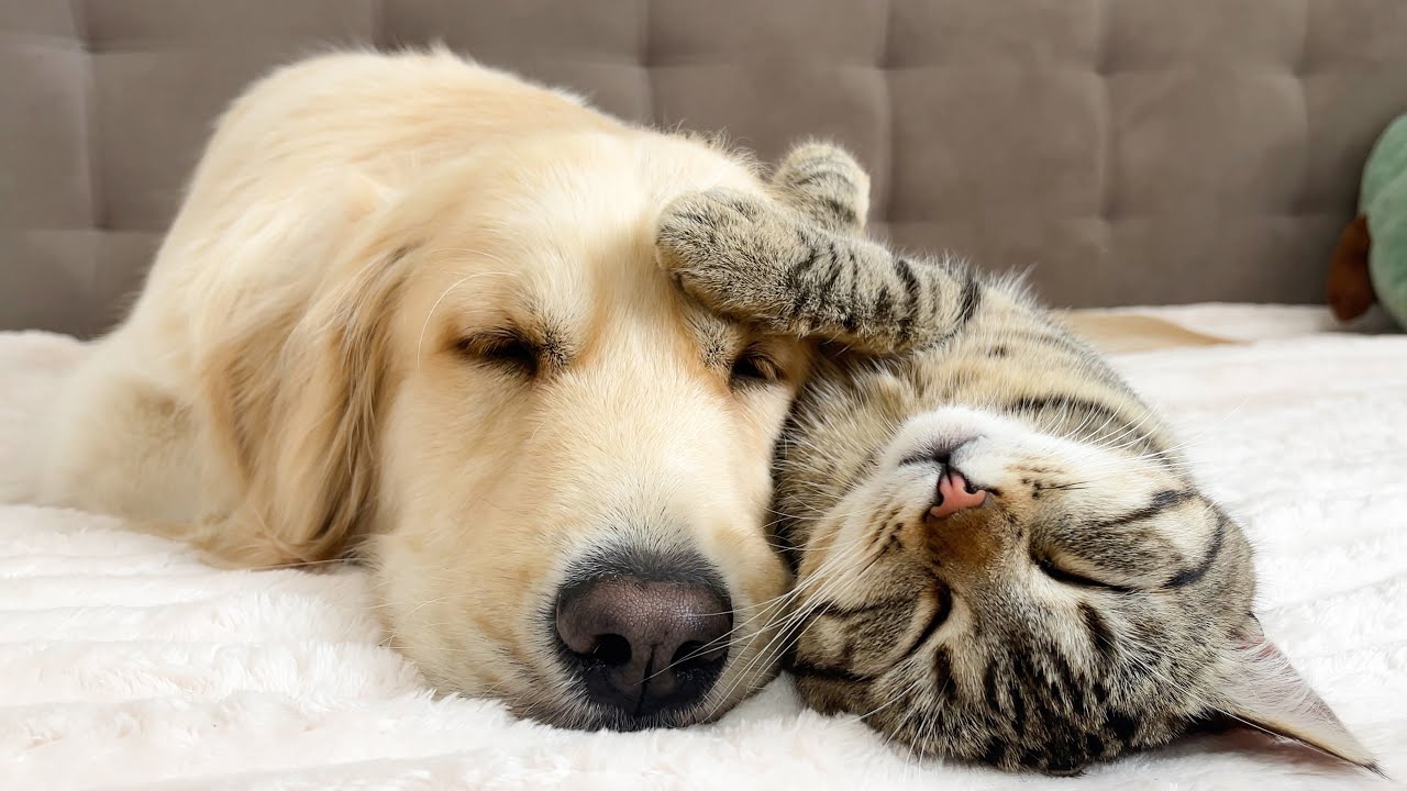 Adorable Cat and Golden Retriever Attacked by Sweet Sleep (Cutest Ever!!)