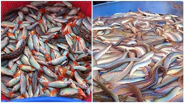 Đặc sản Cá Chạch, Cá Heo ở chợ Chim Cò biên giới Campuchia - Chợ Cầu Chùa Vĩnh Xương