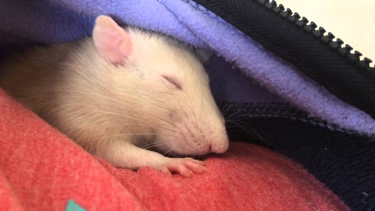 Серая крыса во сне