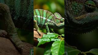 🤯 #bunglon #chameleon #shorts #cute #lucu #binatang #alam