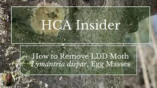 HCA Insider: How to Remove LDD Moth Egg Masses