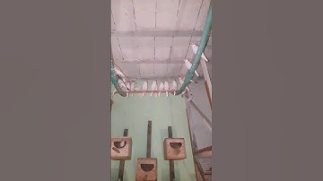 Java Sparrow going to new home 😍 #birds #viral #shorts #youtubeshorts #whitejava