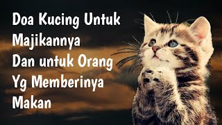 Doa KUCING Untuk Tuannya Dan Untuk Orang Yang Memberinya Makan