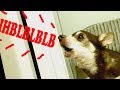 WHEN THE VOICE DOES NOT MATCH THE FACE:: Funny animal sounds compilation