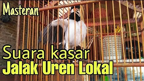 Jalak suren gacor buat masteran murai batu,kacer,cucak ijo,pentet dll