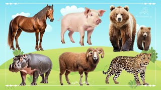 Amazing Familiar Animals Playing Sound: Horse, Pig, Bear, Hippopotamus, Sheep & Leopard